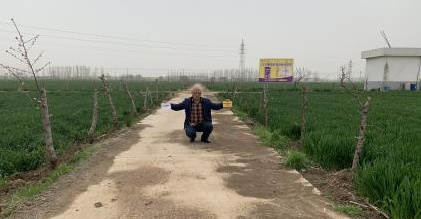 图片1小麦对比照.jpg