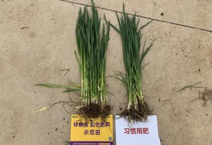 植株对比.jpg