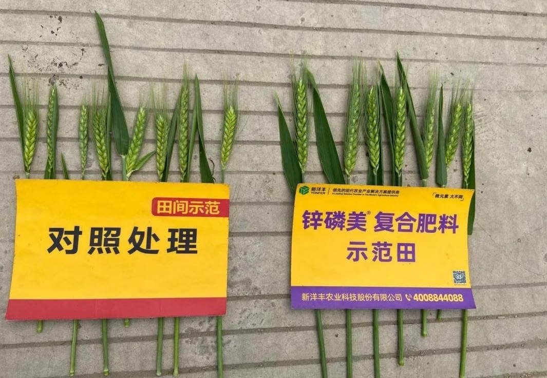 穗子对比:示范田穗子更大,更长,穗粒更多.jpg
