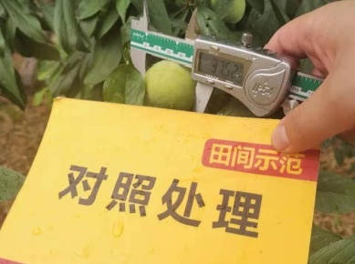 图片12对照田李子.jpg