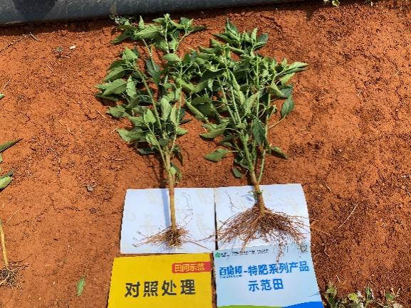 5月5日，植株对比.jpg