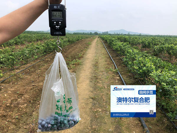 示范田单株果重_副本.jpg