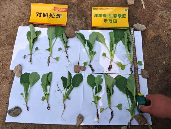图片6育苗期长势对比2.jpg