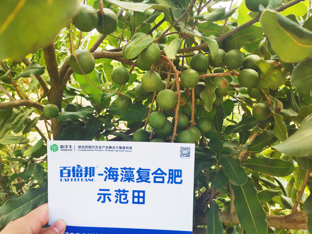 示范田最近结果量_副本.jpg