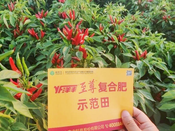 图片8-8，9月9日示范田辣椒长势_副本.jpg