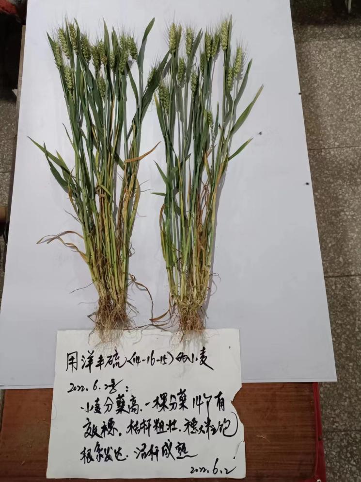 植株对比1.jpg
