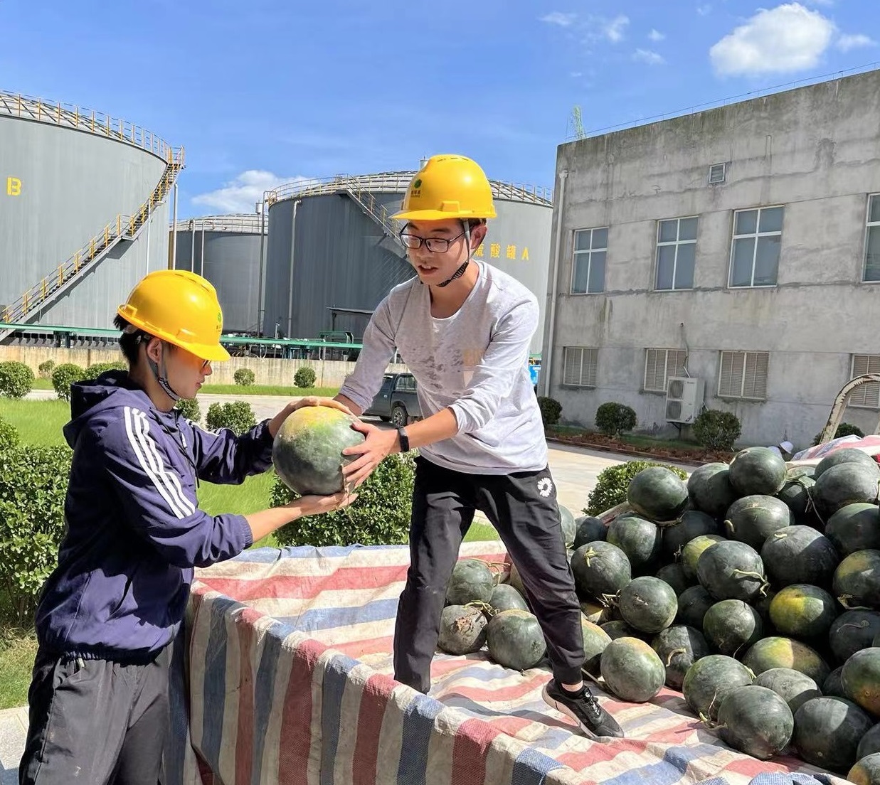 宜昌新洋丰为职工准备西瓜.jpg