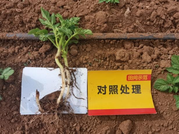 对照田苗期根系.jpg