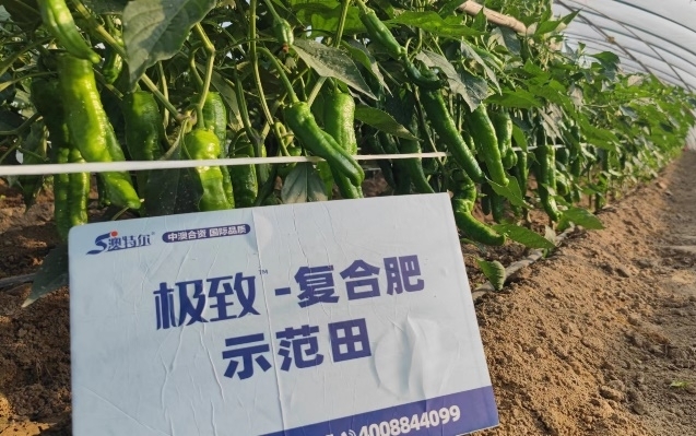 辣椒对照田2.jpg